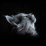CatsEyeDjinn