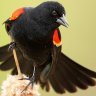 RedWingedBlackbird