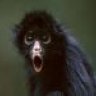 writingforummonkey