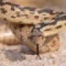 Sidewinder