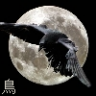 Karasu