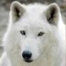White Wolf