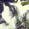Cayo Costa