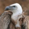 Obsidian Vulture