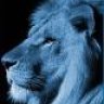CobaltLion