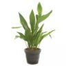 aspidistra