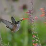 hummingbird