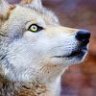 darkwolf131