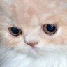Augen Blick