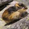 Commandante Lemming