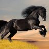 HorseCrazy