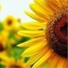 Sonshine
