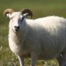 AWildSheep