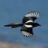 Magpie