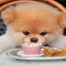 Your Puppy
