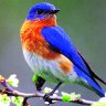 Jaded Bluebird