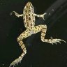 Etheona Frogg