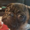 Puginator