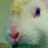 Laughing Rabbit