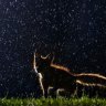 FoxInSpace