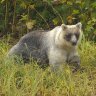 SilverBear