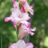 Gladiolus83