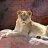 lioness1612