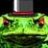 thetoadguy