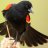 RedWingedBlackbird