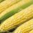 cornman89