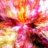 moonflower