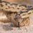 Sidewinder