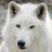 White Wolf