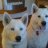 huskies