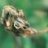 leafmould