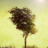 conifer