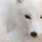 kitsune4