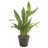 aspidistra