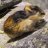 Commandante Lemming