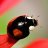 Ladybug of North