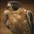 peregrine