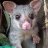 Possum
