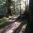Forestwild