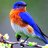 Jaded Bluebird