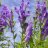 SkullCap