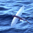FlyingFishPhilosophy