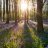 Bluebells
