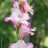 Gladiolus83
