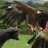Harris Hawk