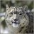 MzSnowleopard